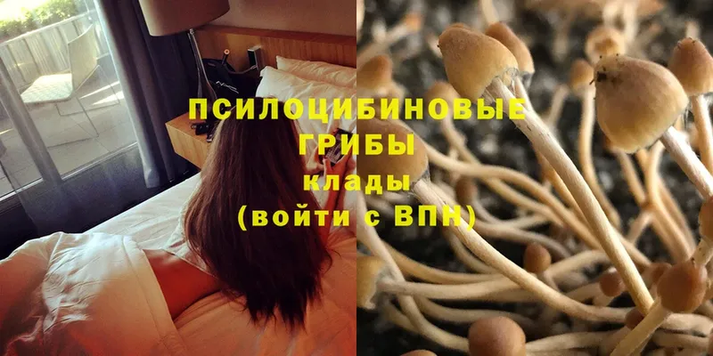 Псилоцибиновые грибы Magic Shrooms  Наволоки 